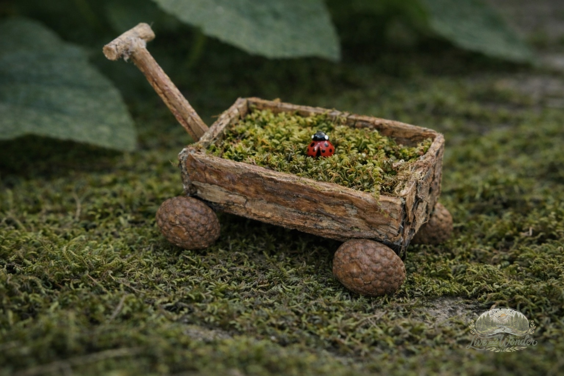 The Story Behind Each Companion: Ladybug